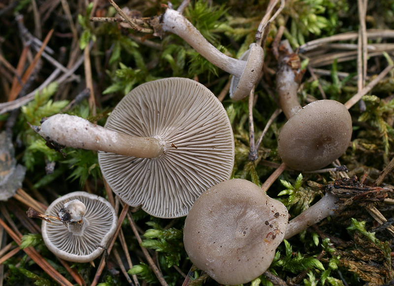 Clitocybe ditopus